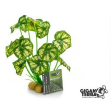 Planta Surpied Para Decoração De Terrário